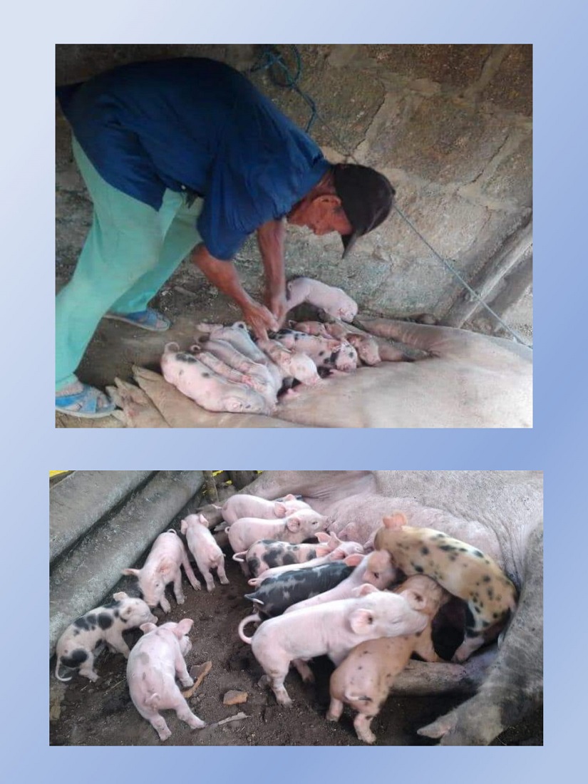 lechones